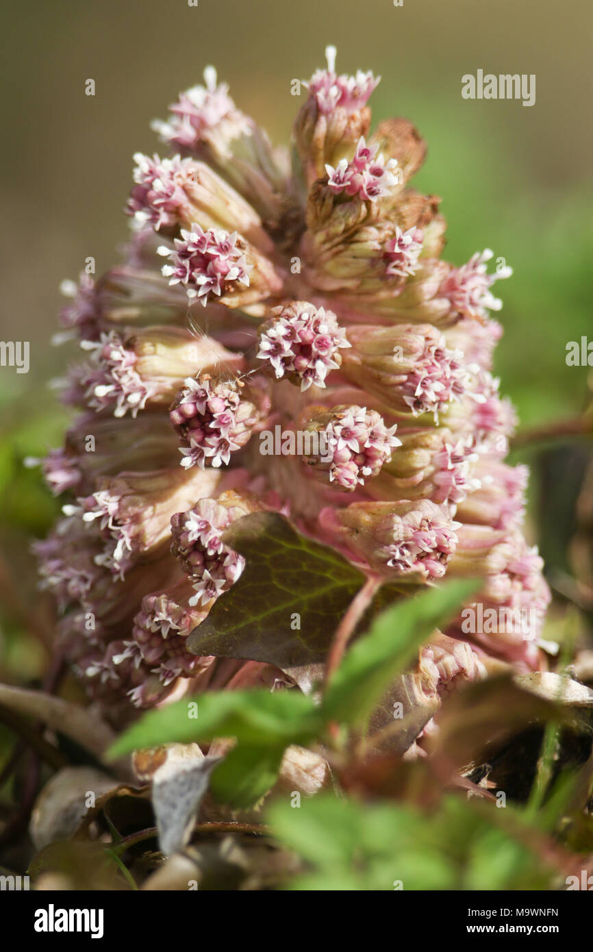 A stunning flowering Butterbur (Petasites hybridus) plant growing along the bank of a river. Stock Photo