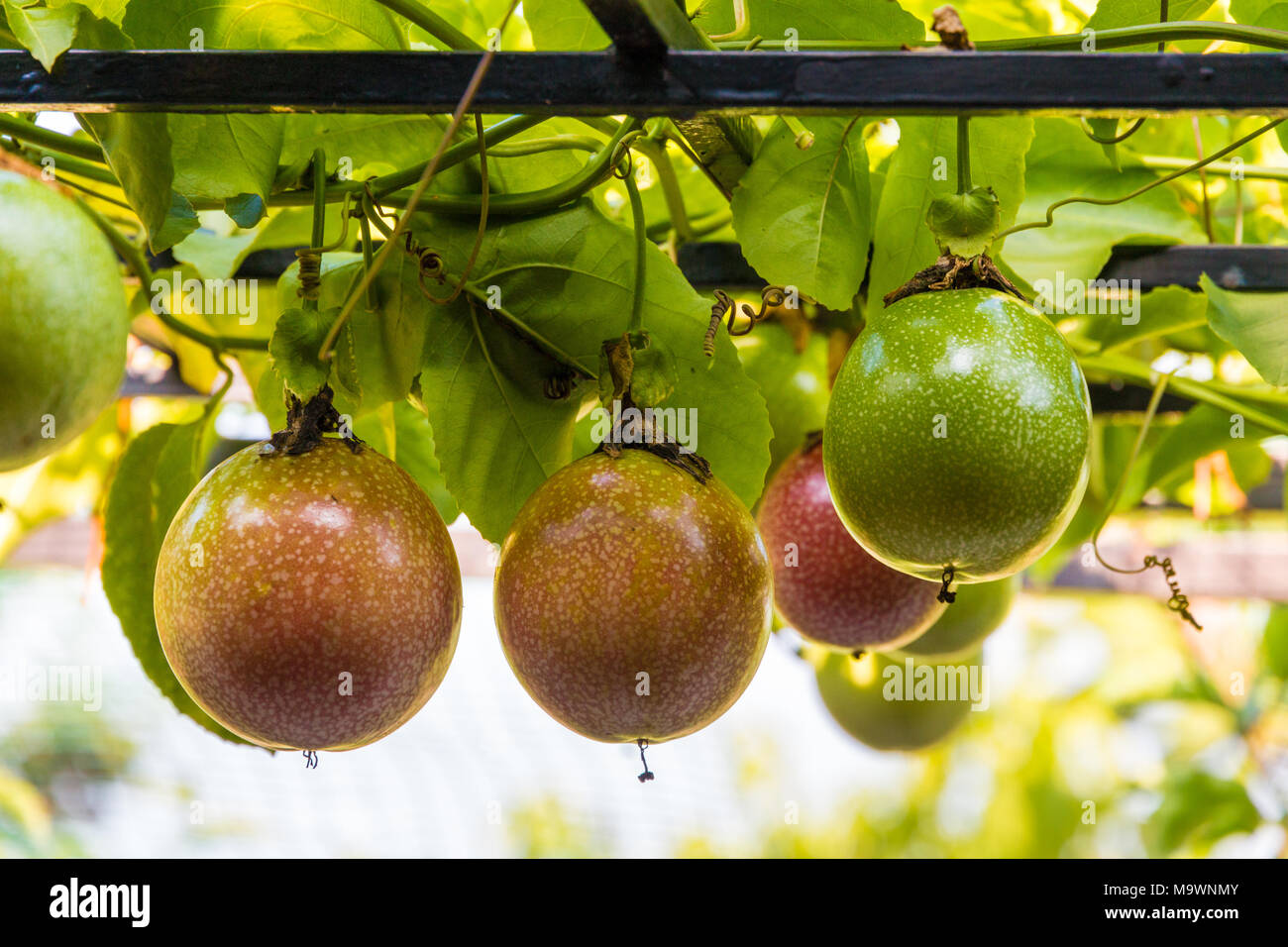 Several red passion fruits (Passiflora edulis) are hanging on a plant waiting to be harvest. Stock Photo