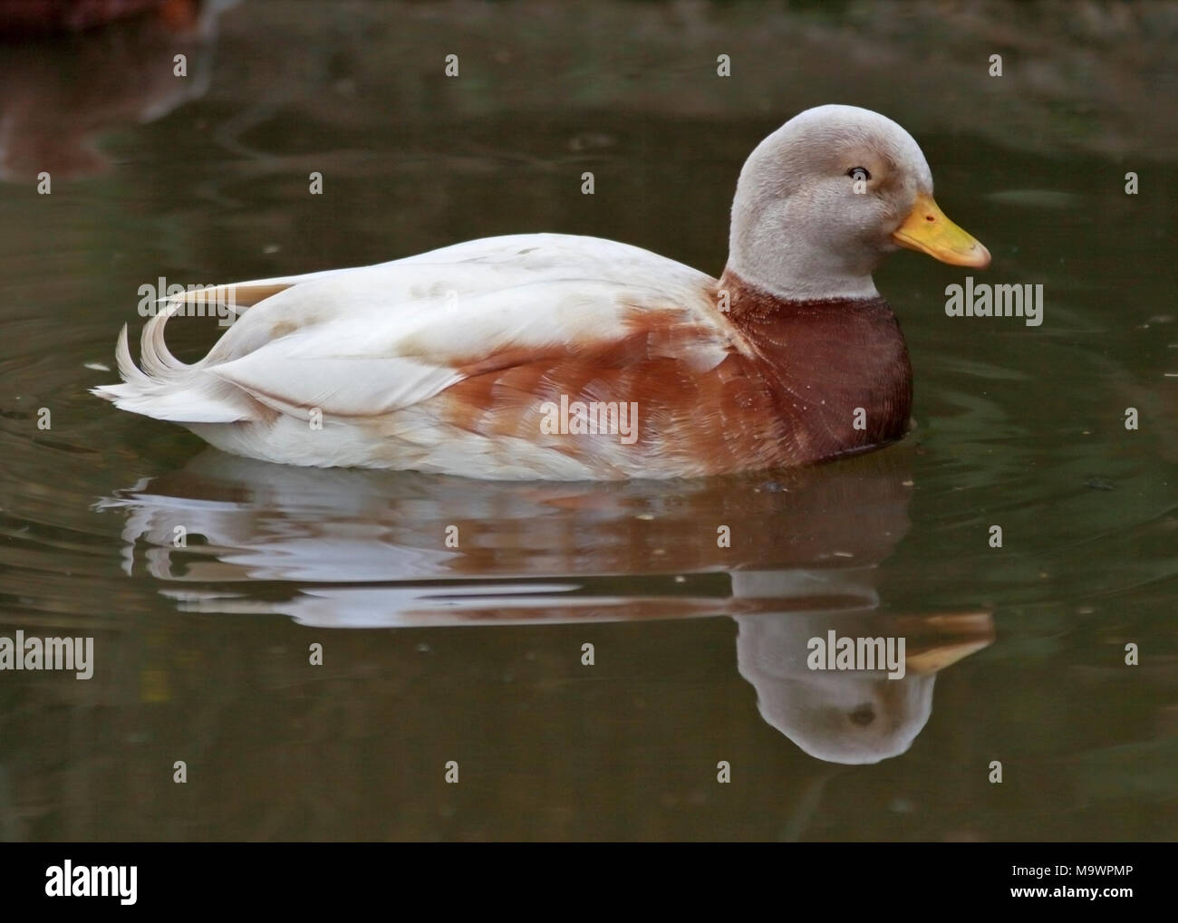 Puddleduck Stock Photo