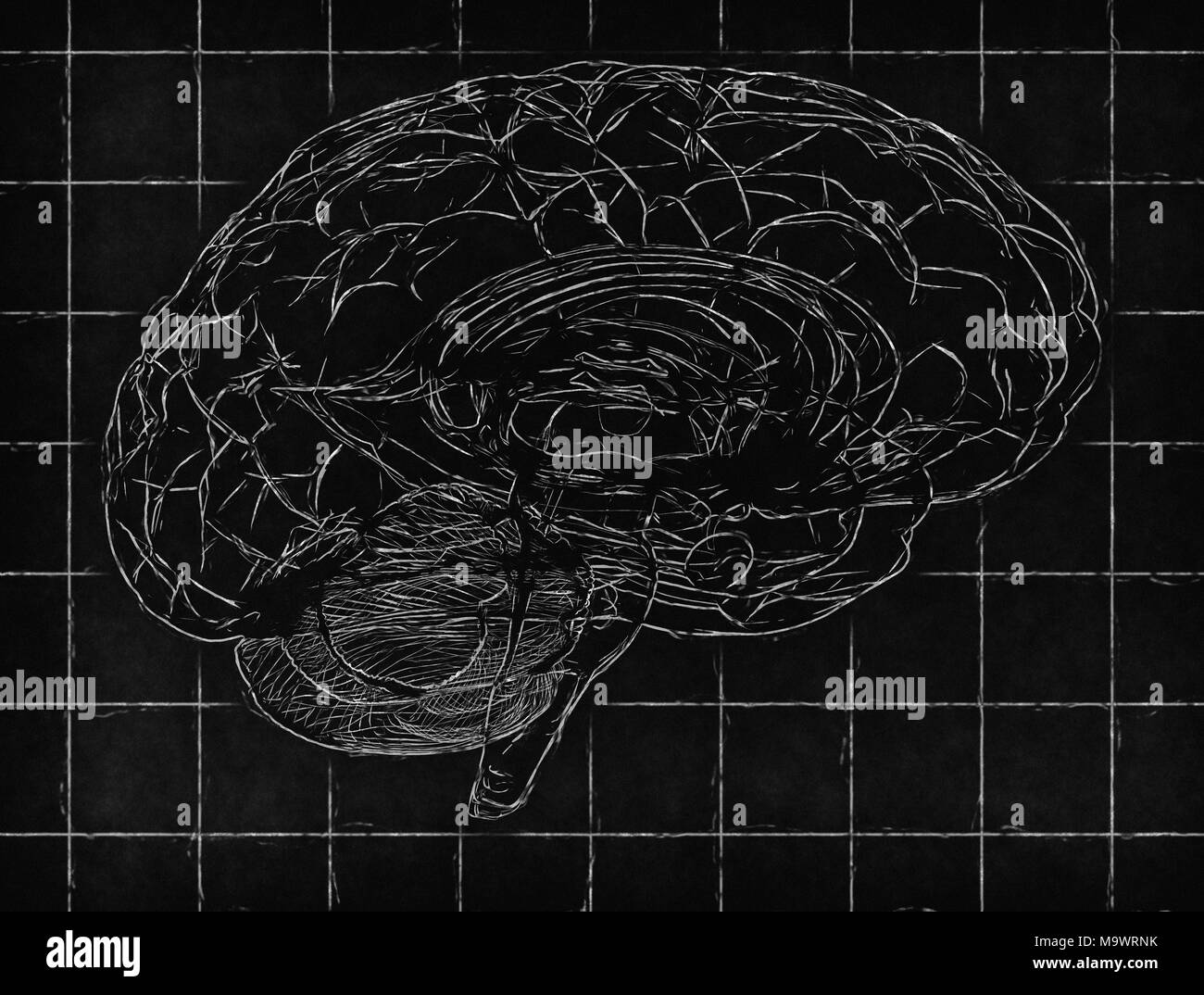 Human brain - White lines blueprint background Stock Photo