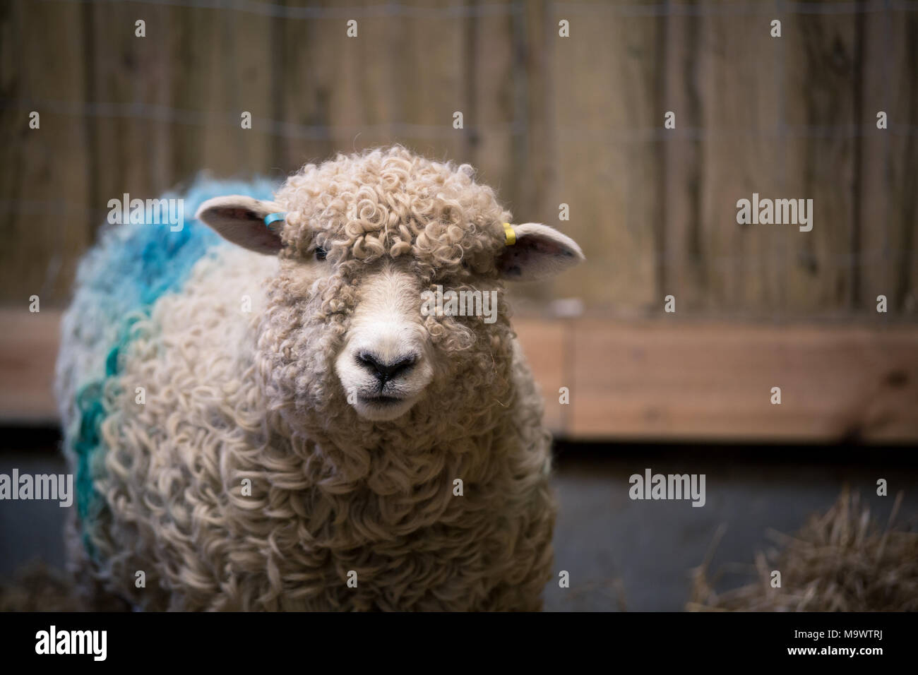 Nursing Devon and Cornwall Long Wool ewe inside the barn after giving birth to her lamb. New mother female sheep. Stock Photo