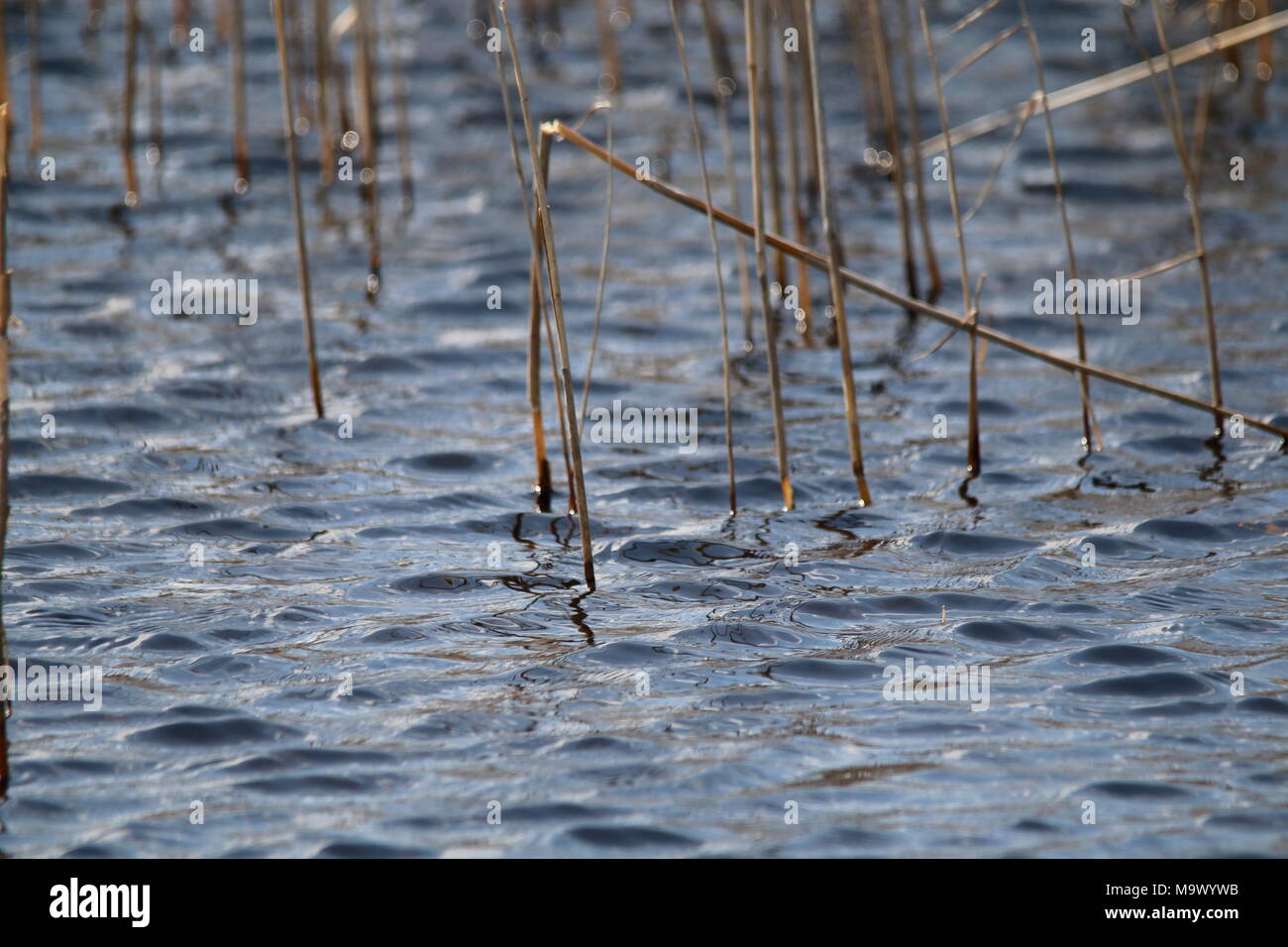 Upcoming reeds and plants in a pool Stock Photo - Alamy