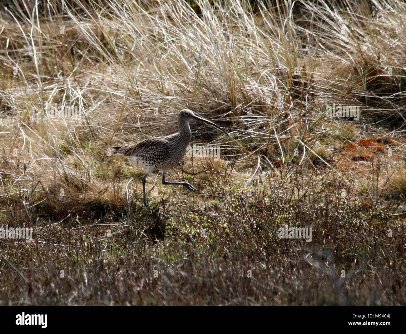 Eurasian curlew in the dunes Stock Photo