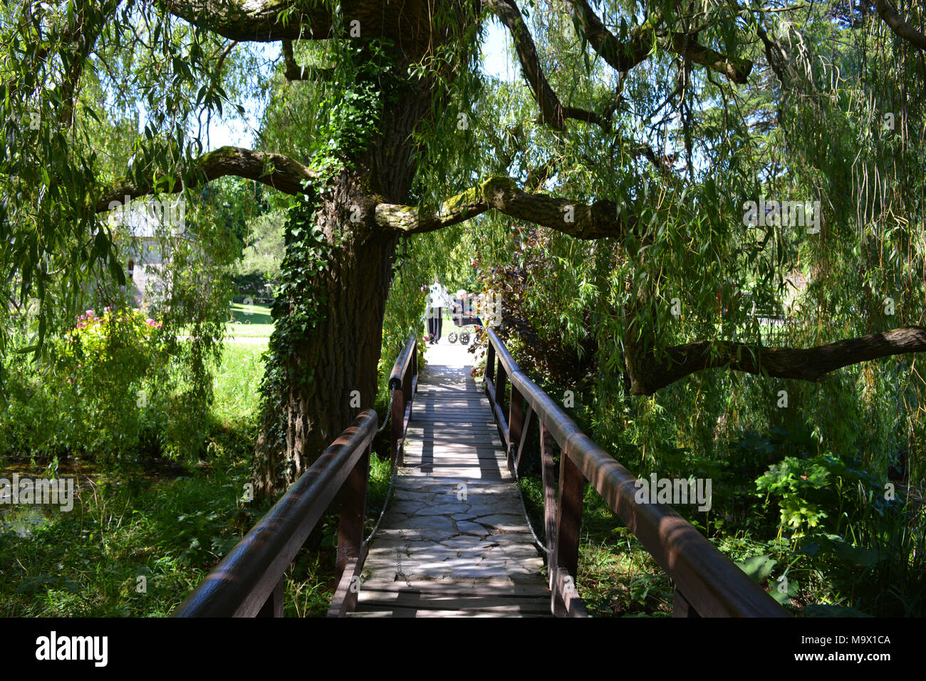 Sleepy willow hi-res stock photography and images - Alamy