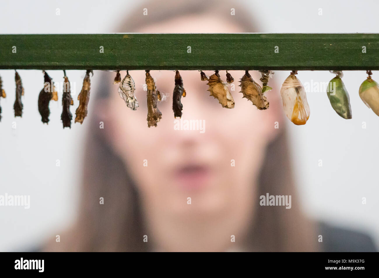 London, UK. 28th March, 2018. Live tropical butterflies fill the