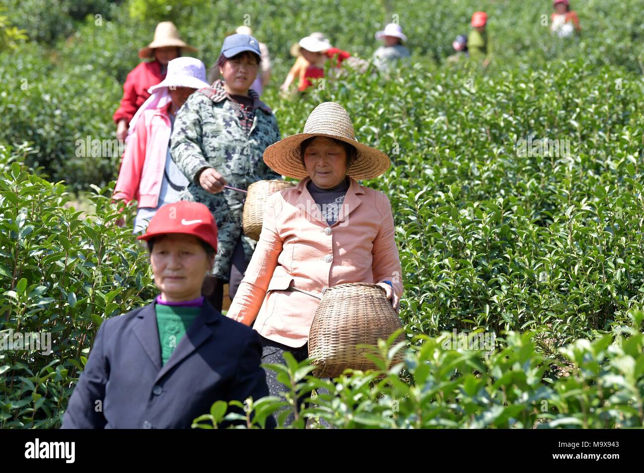 Nanchang, China's Jiangxi Province. 28th Mar, 2018. Workers enter a tea garden to pick tea leaves in Leping City, east China's Jiangxi Province, March 28, 2018. Credit: Peng Zhaozhi/Xinhua/Alamy Live News Stock Photo