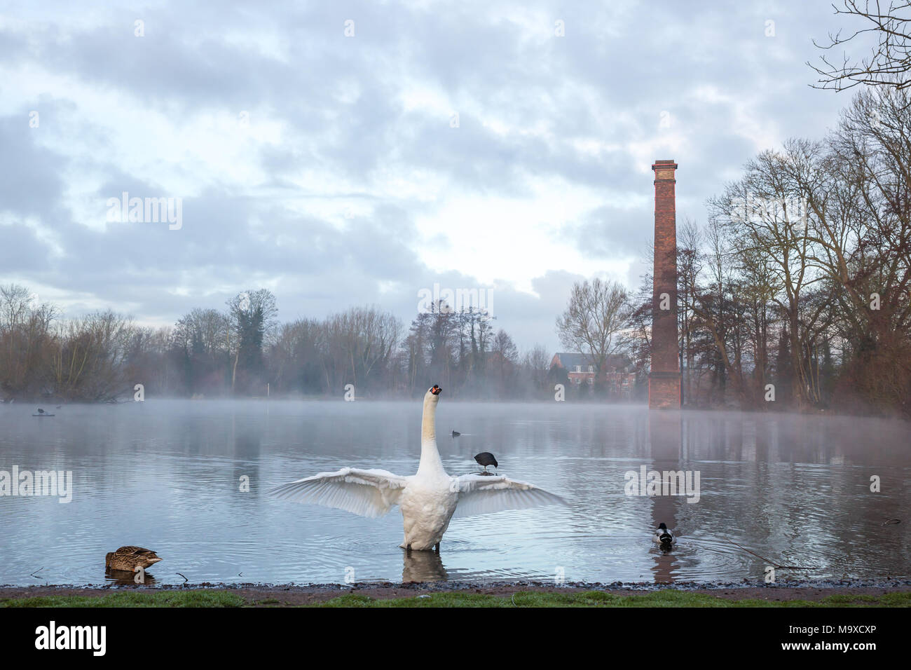 Kidderminster, UK. 29th March, 2018. UK weather: the early morning sunshine breaks through the clouds in Worcestershire. The blue skies are only just visible as a wet mist starts lifting from this wildlife pool. A mute swan emerges from the water, stretching his wings after a brief preening session. In the background a disused, tall chimney stack, casts a long reflection across the still, calm pool. Credit: Lee Hudson/Alamy Live News Stock Photo