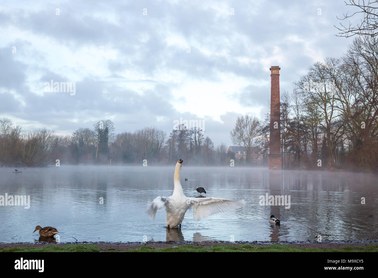 Kidderminster, UK. 29th March, 2018. UK weather: the early morning sunshine breaks through the clouds in Worcestershire. The blue skies are only just visible as a wet mist starts lifting from this wildlife pool. A mute swan emerges from the water, stretching his wings after a brief preening session. In the background a disused, tall chimney stack casts a long reflection across the still, calm pool. Credit: Lee Hudson/Alamy Live News Stock Photo