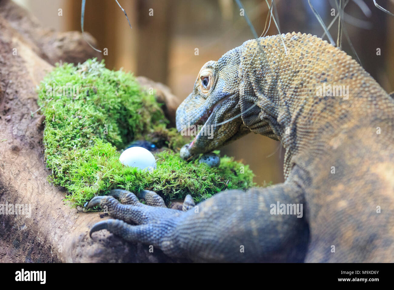 London zoo reptile house hires stock photography and images Alamy