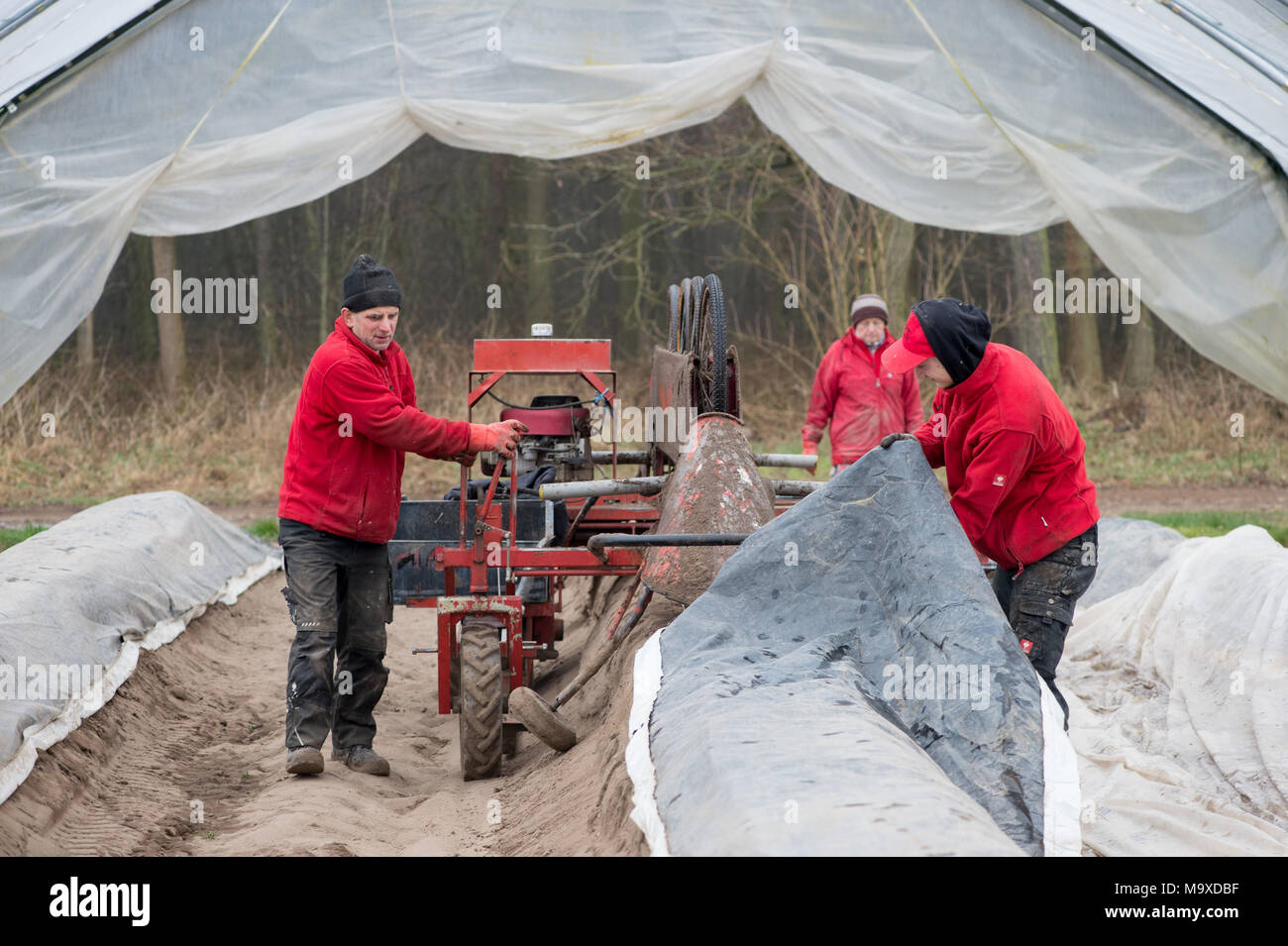 22 March 2018, Germany, Plaetz Harvest workers in a greenhouse