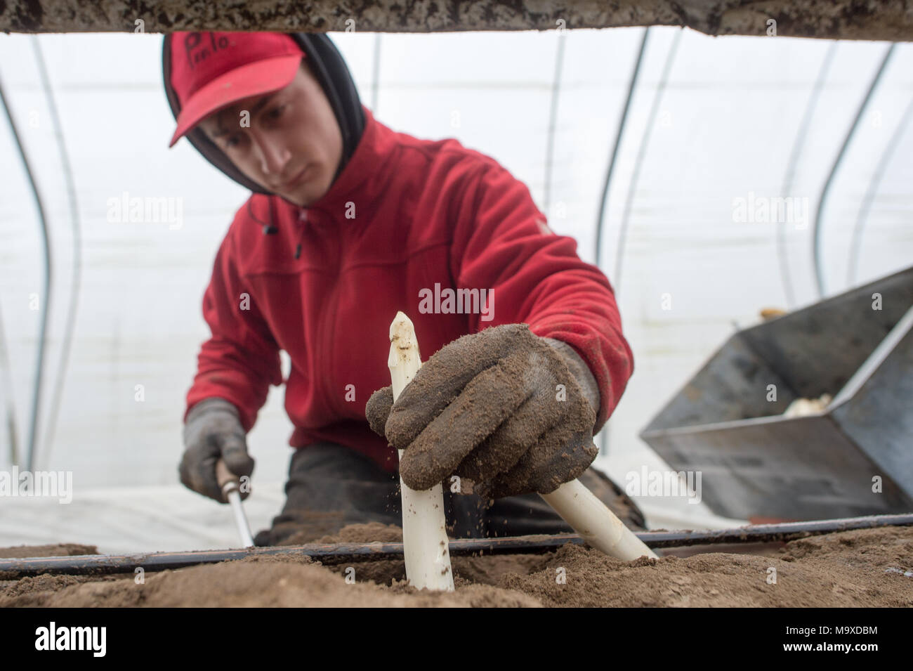 22 March 2018, Germany, Plaetz A harvest worker sitting on the seat of