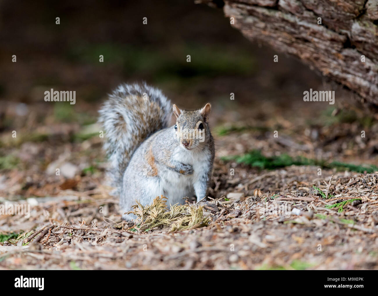 Squirrel eating nut in a tree / Sciuridae / Squirrel with nut Stock Photo