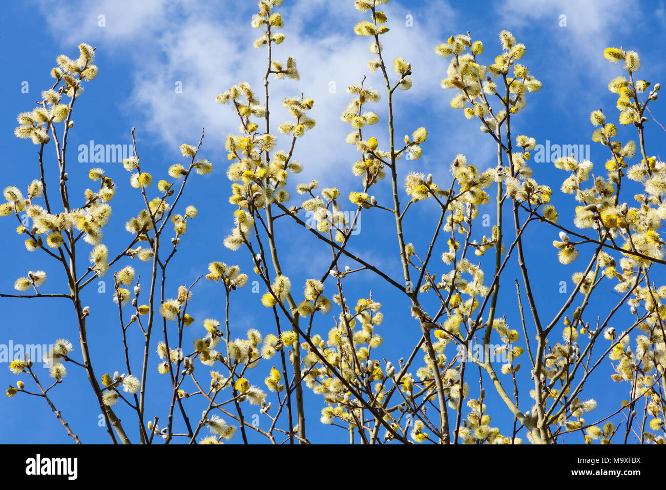 -upon-Humber, North Lincolnshire, UK. 29th March 2018. UK Weather: Catkins against a blue sky and fluffy white cloud. Barton-upon-Humber, North Lincolnshire, UK. 29th March 2018. Credit: LEE BEEL/Alamy Live News Stock Photo
