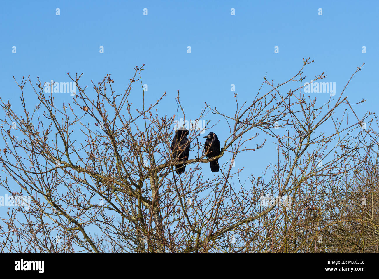 Two carrion crows (corvus corone) perched in a tree Stock Photo