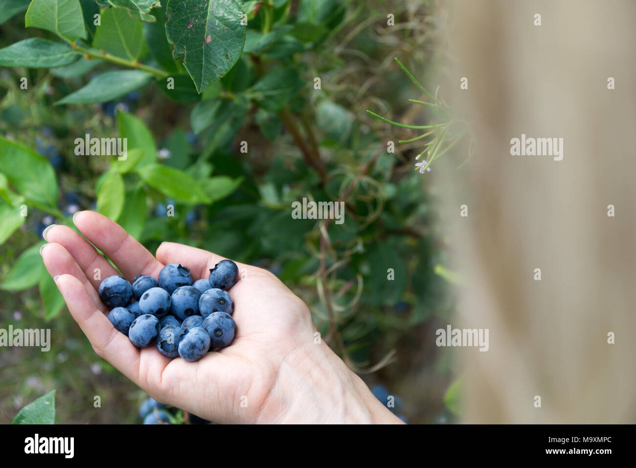 Woman is holding fresh picked blueberrys on a blueberry field. Stock Photo