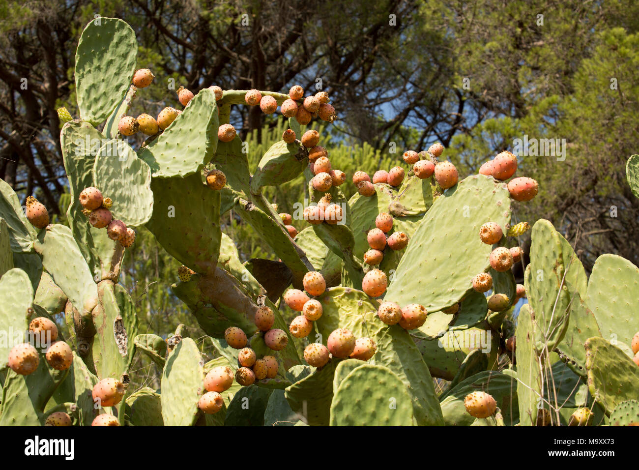 Prickly pears, Opuntia ficus-indica, growing on an estate in Tuscany Italy Stock Photo