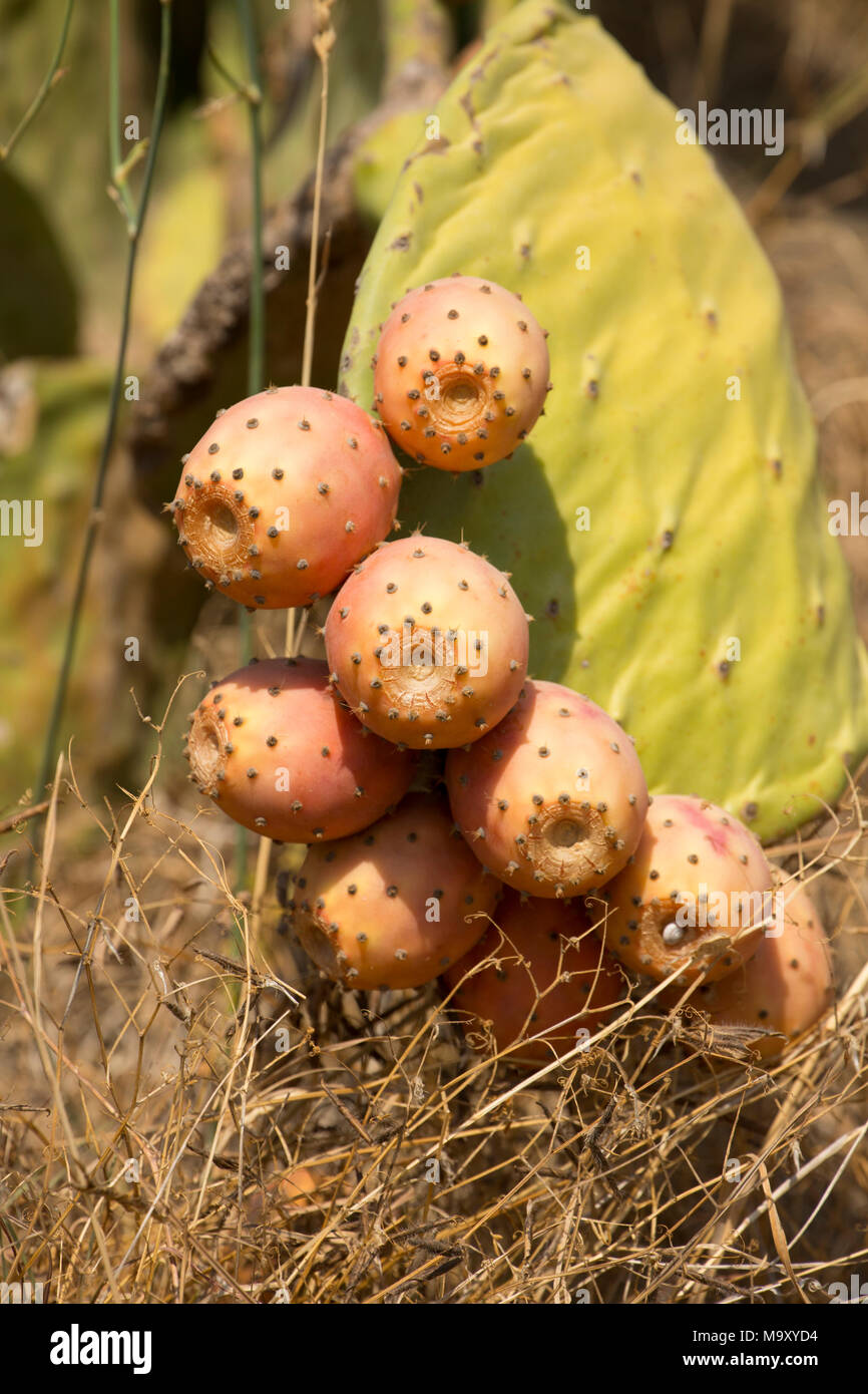 Prickly pears, Opuntia ficus-indica, growing on an estate in Tuscany Italy Stock Photo