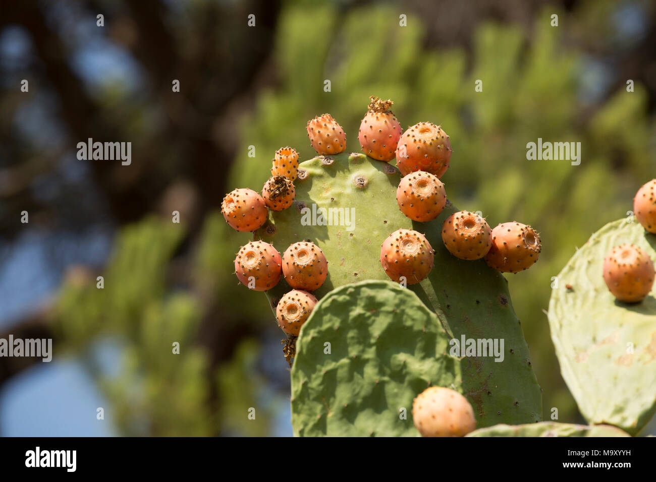 Prickly pears, Opuntia ficus-indica, growing on an estate in Tuscany Italy Stock Photo