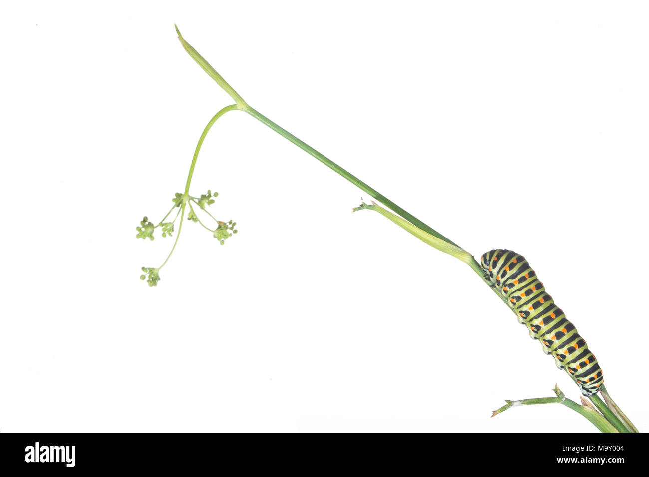 Papilio machaon caterpillar on fennel plant with white background. Stock Photo