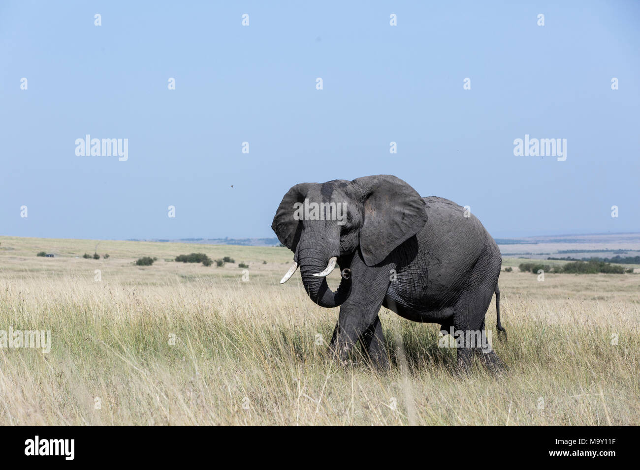 Elephant walking in Savannah Stock Photo