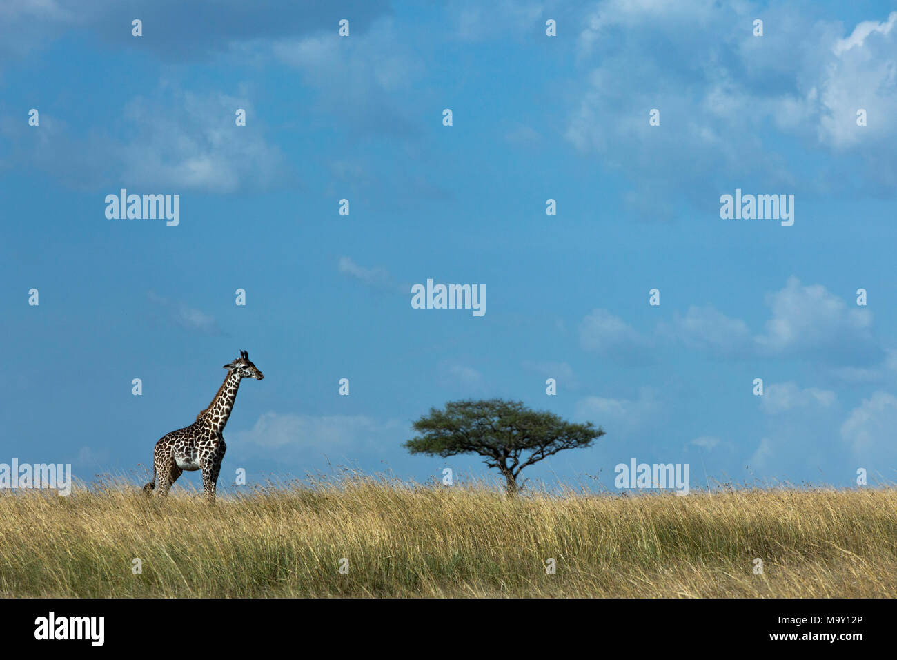 Giraffe on African Savannah Stock Photo