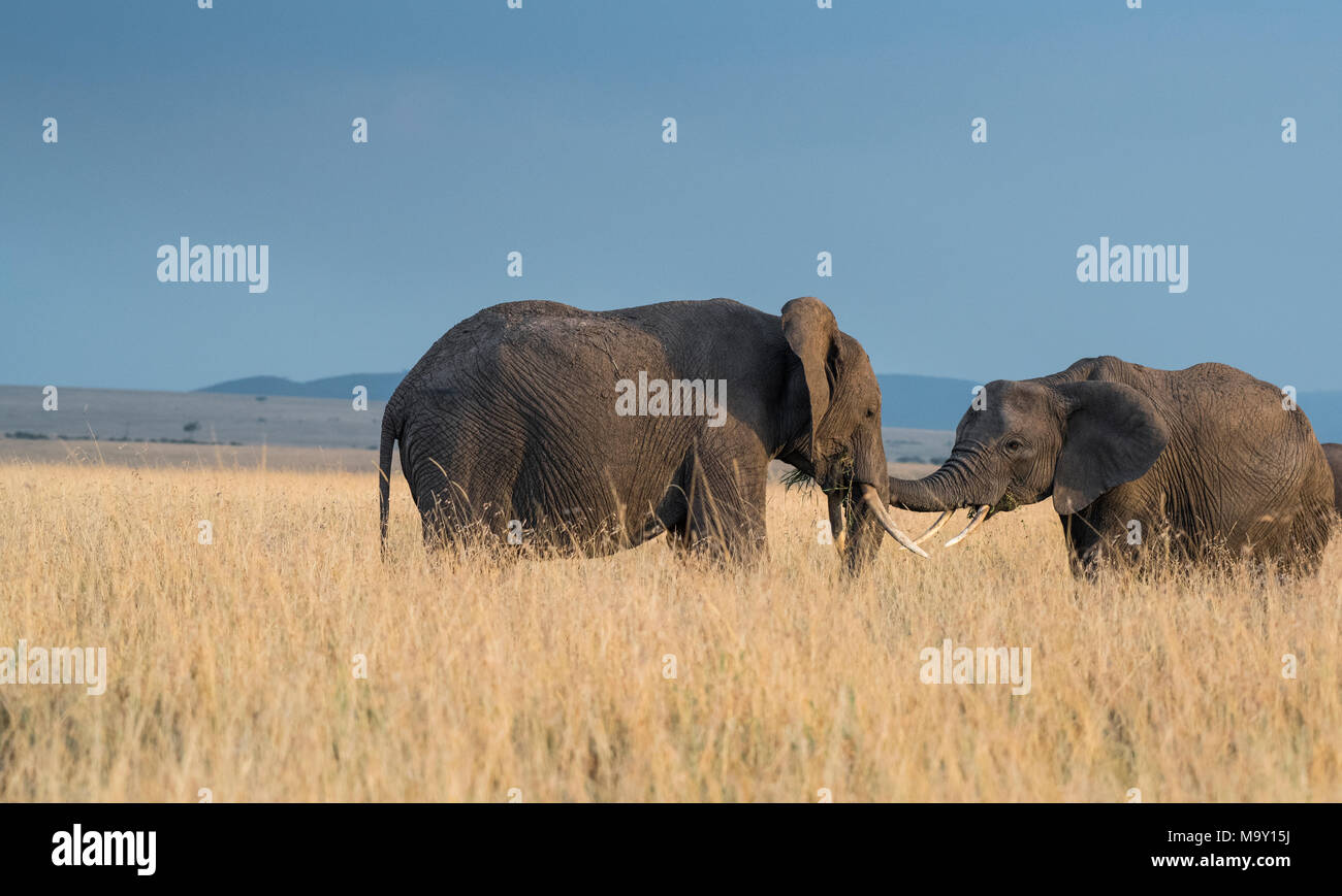 Love Elephants Stock Photo