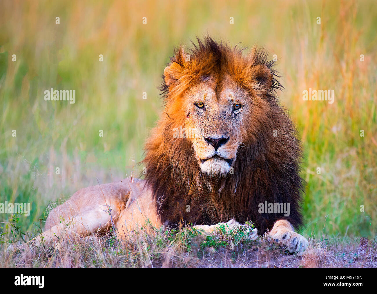 Impressive Male Lion Seating Stock Photo