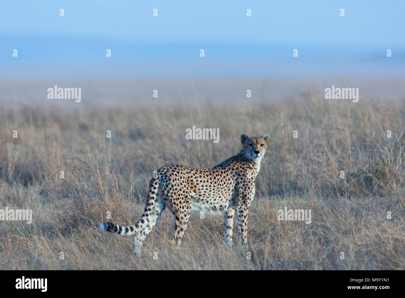 Cheetah in Masai Mara Stock Photo