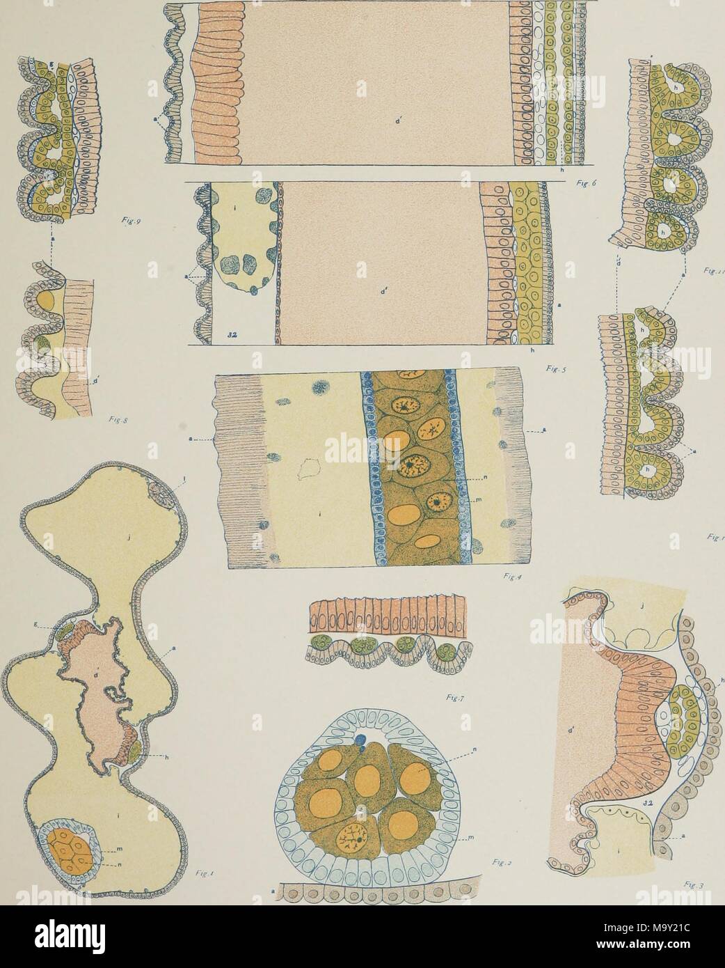 Color illustration depicting numbered cross-sections of the cells of marine invertebrate, or tunicate plankton, salpa or salp, from the volume 'The genus Salpa, ' authored by William Keith Brooks and Maynard Mayo Metcalf, 1893. Courtesy Internet Archive. () Stock Photo