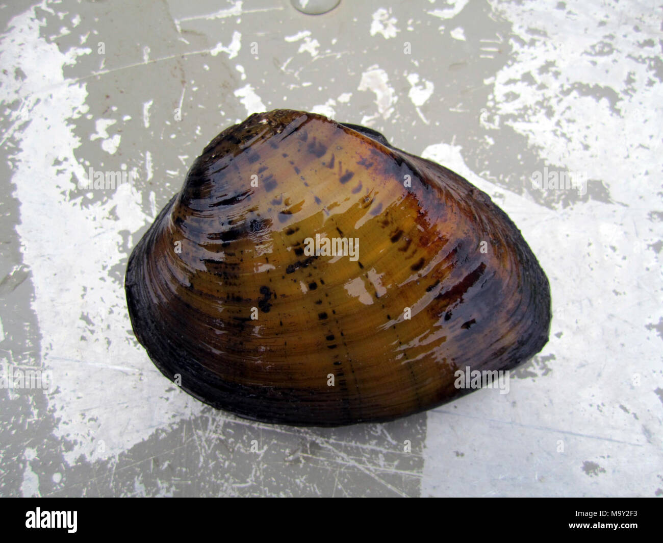 Butterfly Mussel (ellipsaria Lineolata). Butterfly Mussel (ellipsaria 