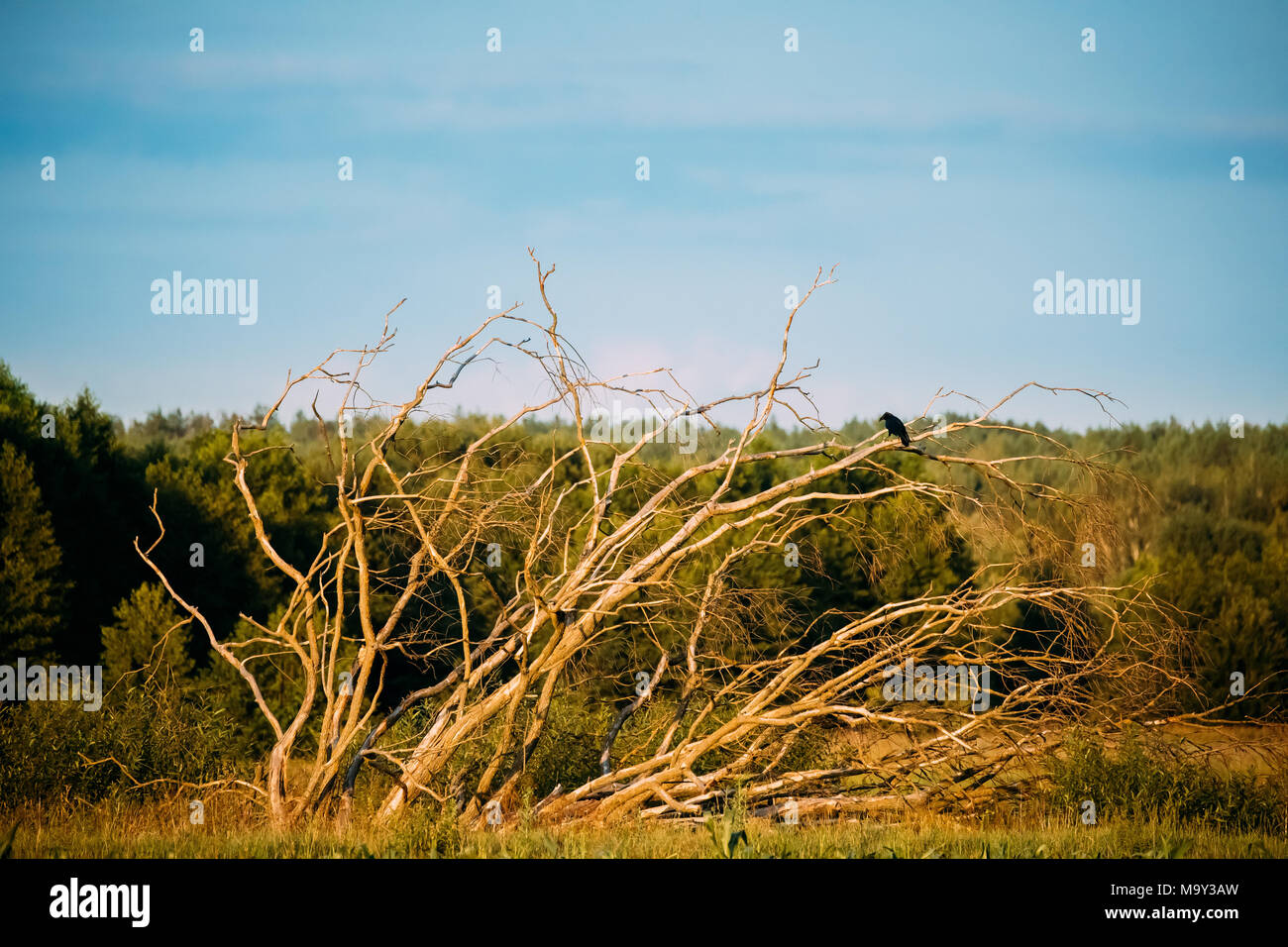 Black Crow Raven Wild Birds Sitting On Dry Fallen Tree In Field. Belarusian Nature. Stock Photo