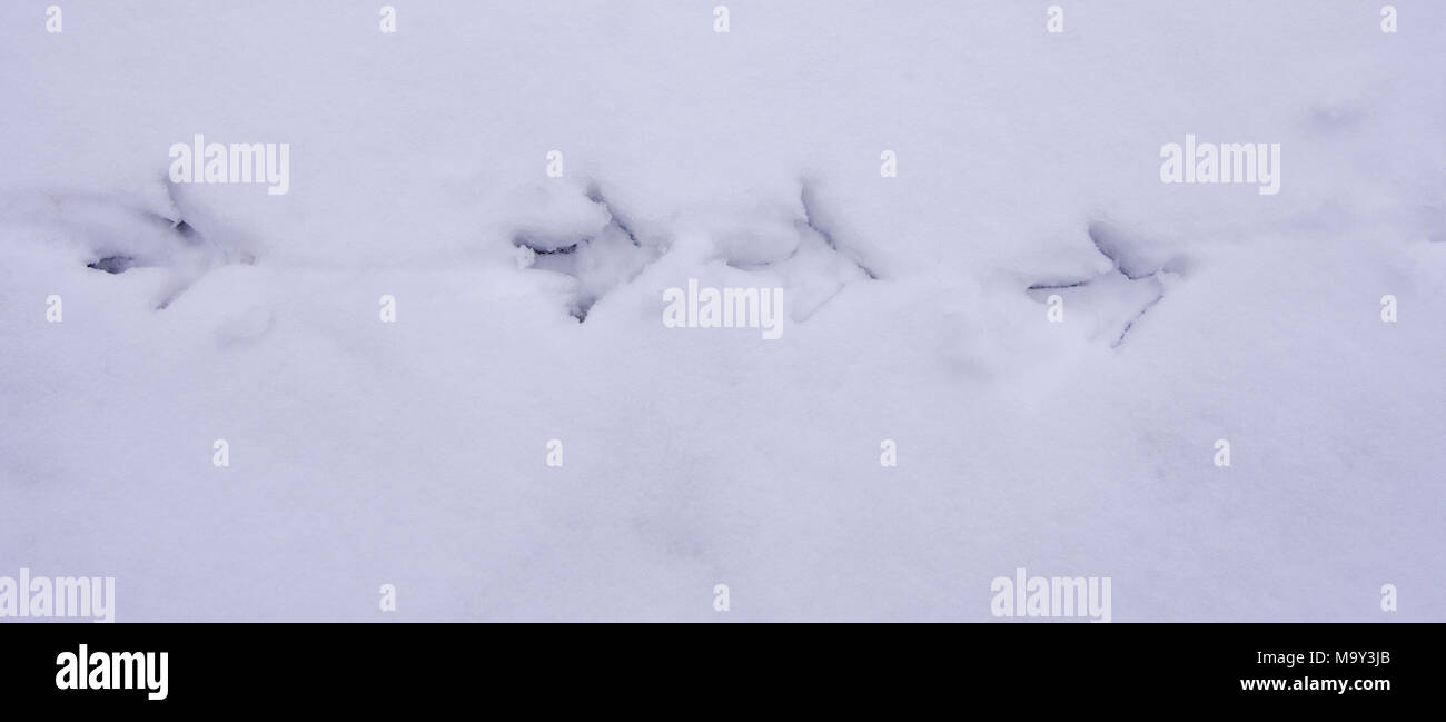 Pheasant tracks in snow hi-res stock photography and images - Alamy