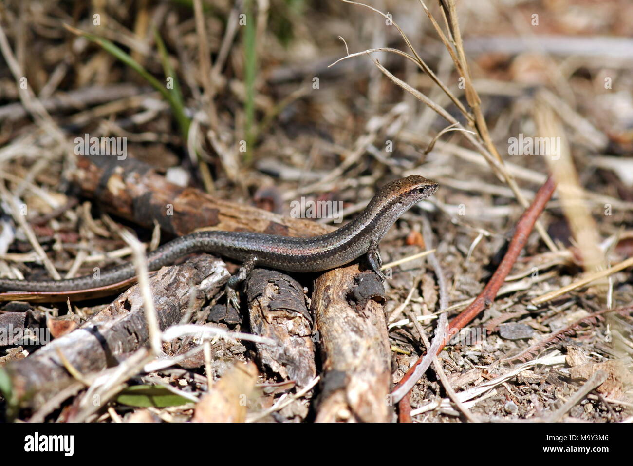 Droptail Skink Lizard on the woodland floor. Victoria, Australia Stock Photo Alamy