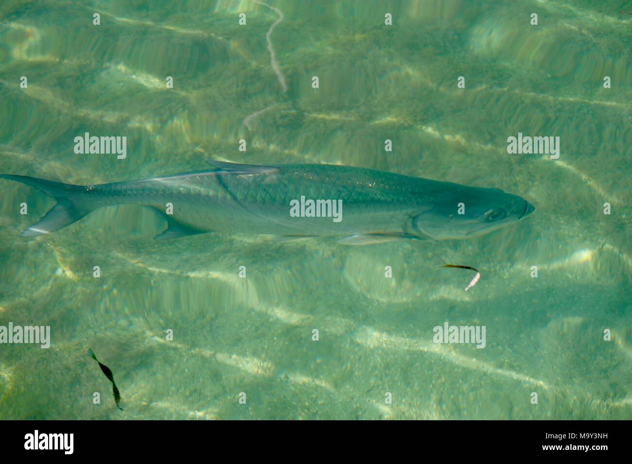 Fish swimming in shallow water hires stock photography and images Alamy