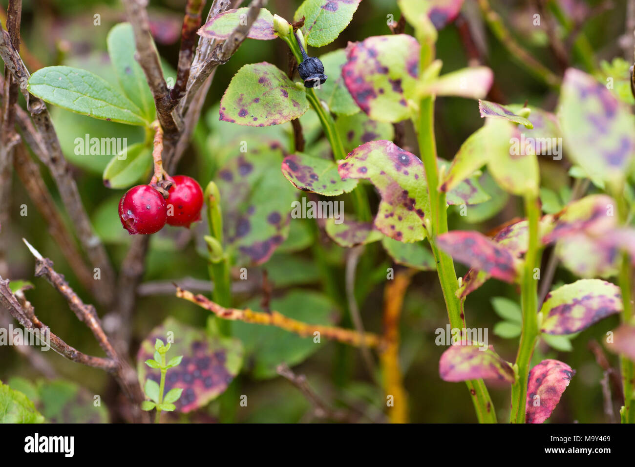 Cowberry (vaccinium vitis-idaea) Stock Photo