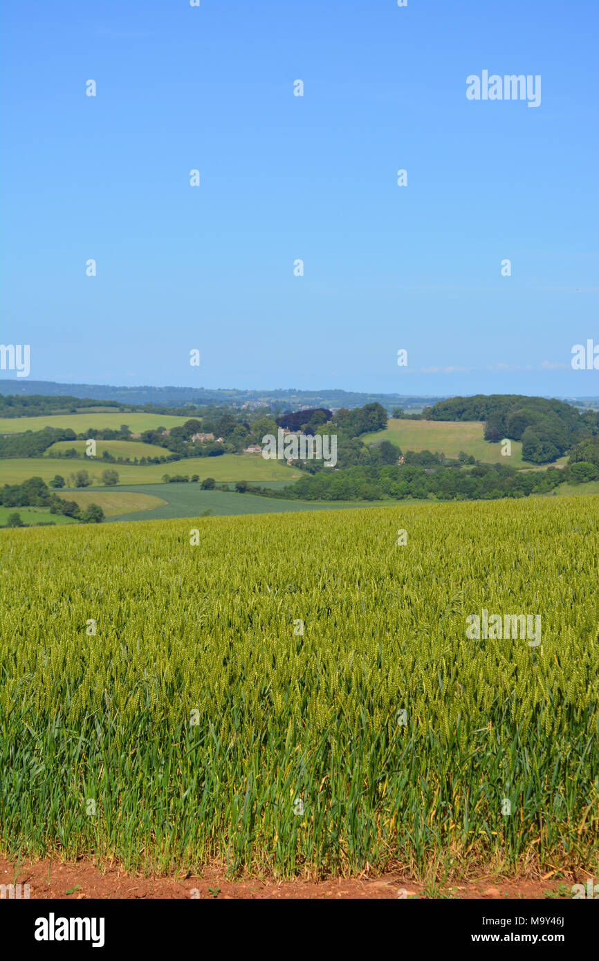 Rural landscape in early Summer, Somerset, England Stock Photo