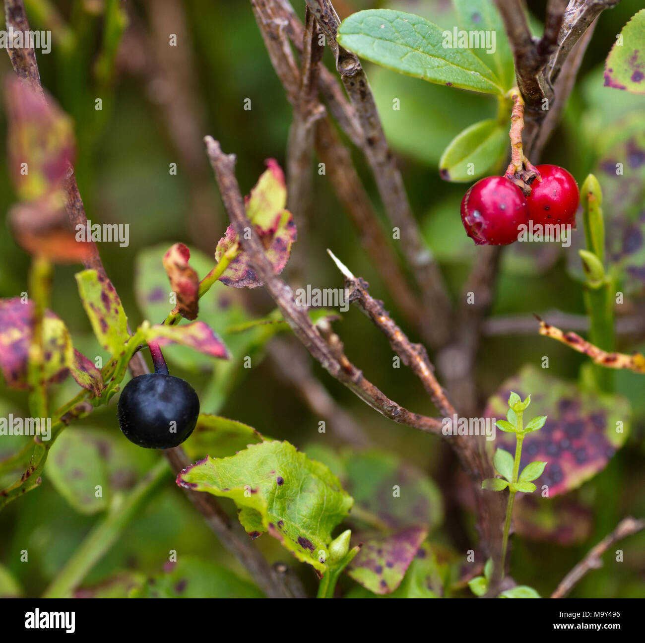 Bilberry berries (vaccinium myrtillus) and Cowberry (vaccinium vitis-idaea) Stock Photo
