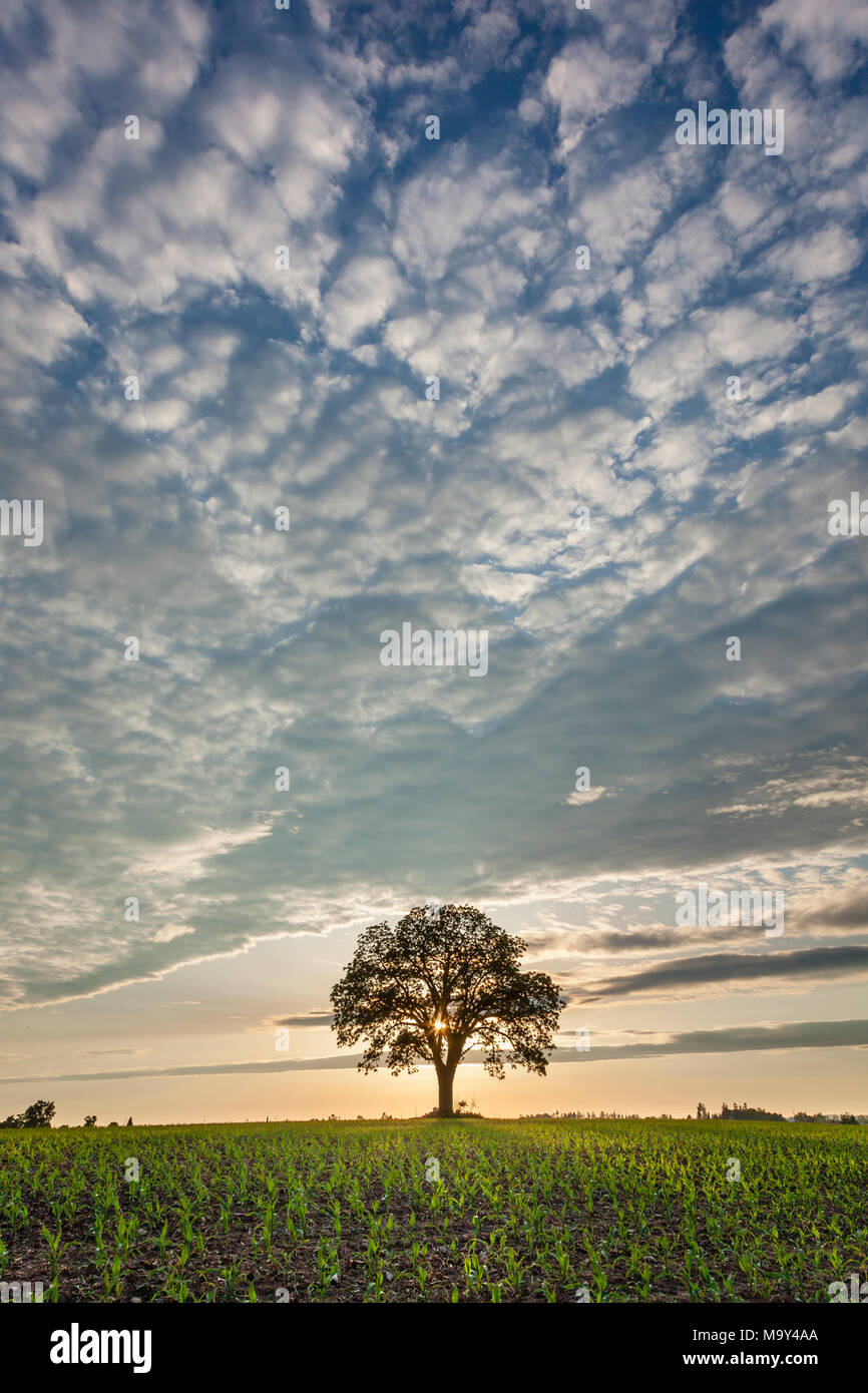 A farm field with a new crop of corn growing and a walnut tree. Stock Photo