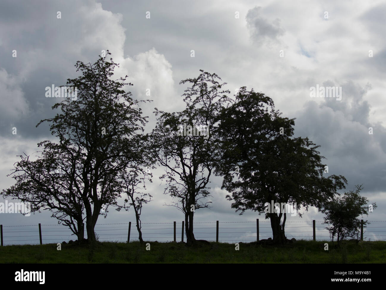 Hawthorn trees (Crataegus monogyna) silhouetted against clouds Stock Photo