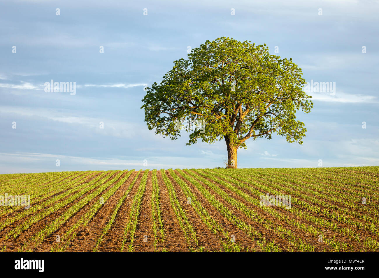 A farm field with a new crop of corn growing and a walnut tree. Stock Photo