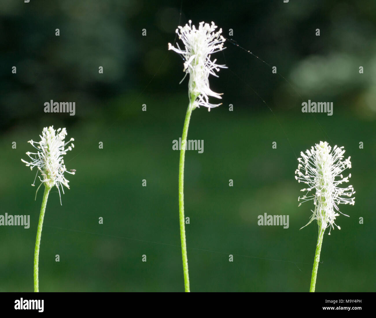 Hoary Plantain (Plantago media) flower heads Stock Photo