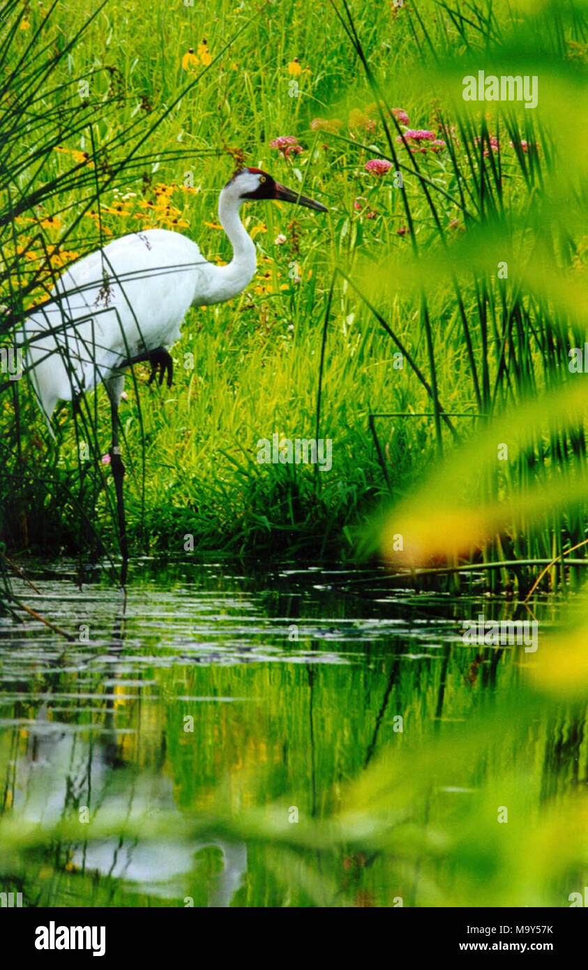 Adult Whooping Crane, WCEP. Stock Photo