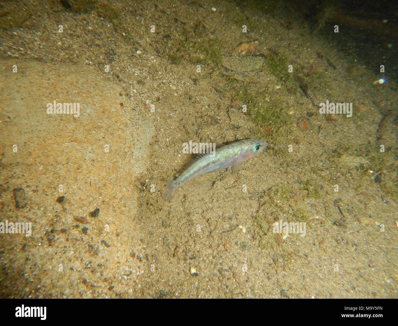 An unarmored threespine stickleback (UTS) swims in new habitat after. ANGELES NATIONAL FOREST, Calif. (April 14, 2017) - An unarmored threespine stickleback (UTS) swims in new habitat after being released into the wild by a team of biologists and scientists from the U.S. Fish and Wildlife Service and the California Department of Fish and Wildlife. One hundred and fifty-one fish were released following an emergency rescue late last year in response to a fire that threatened their habitat. Unarmored threespine sticklebacks are a federally and state endangered species. ( Stock Photo
