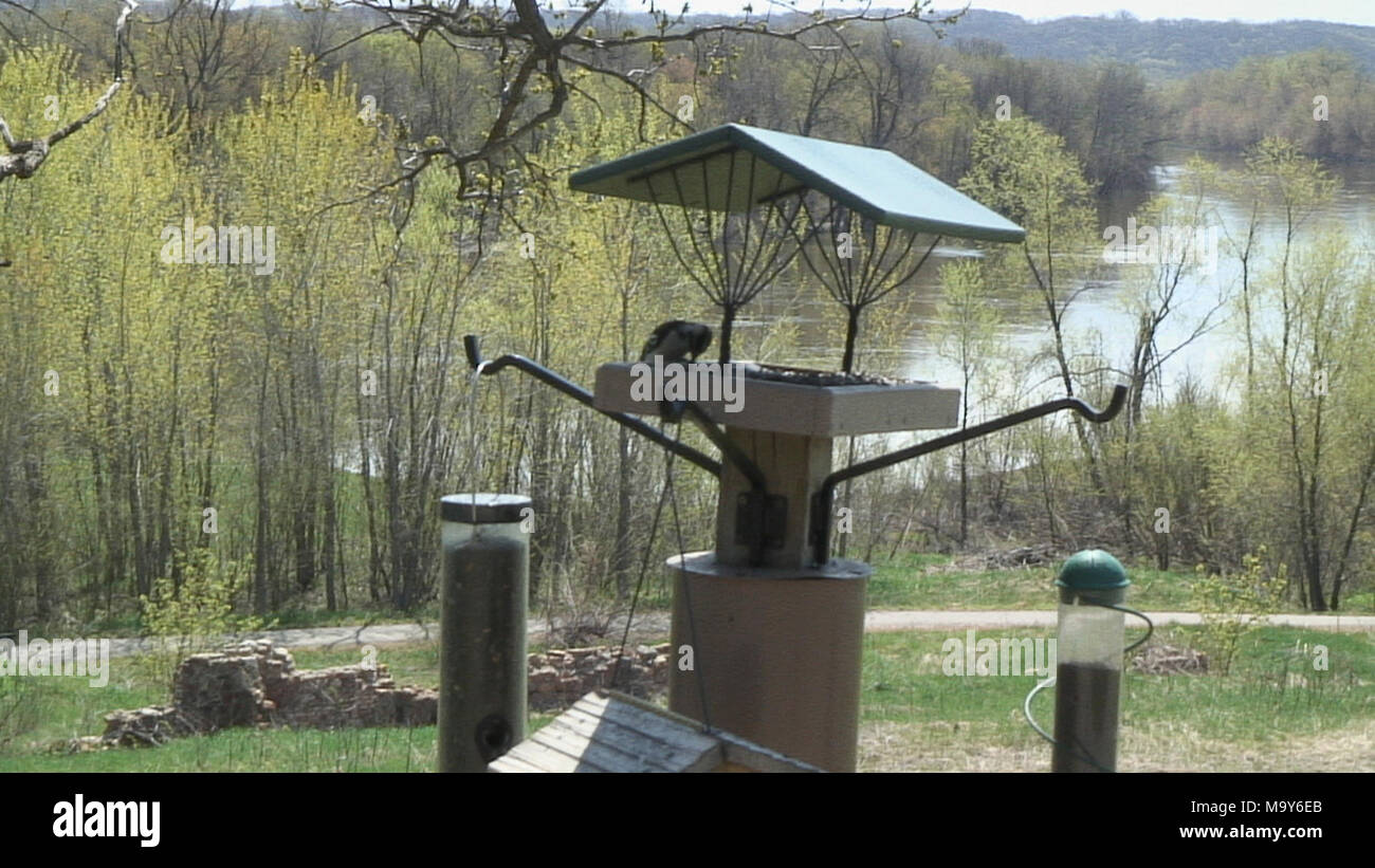 Bird feeders surround the Rapids Lake Visitor Center, set atop Stock