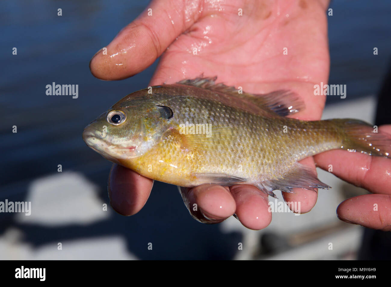 Bluegill. Bluegill captured and returned to the San Joaquin River near Tracy, California during U.S. Fish and Wildlife Service white sturgeon monitoring operations Nov. 28, 2017. Stock Photo
