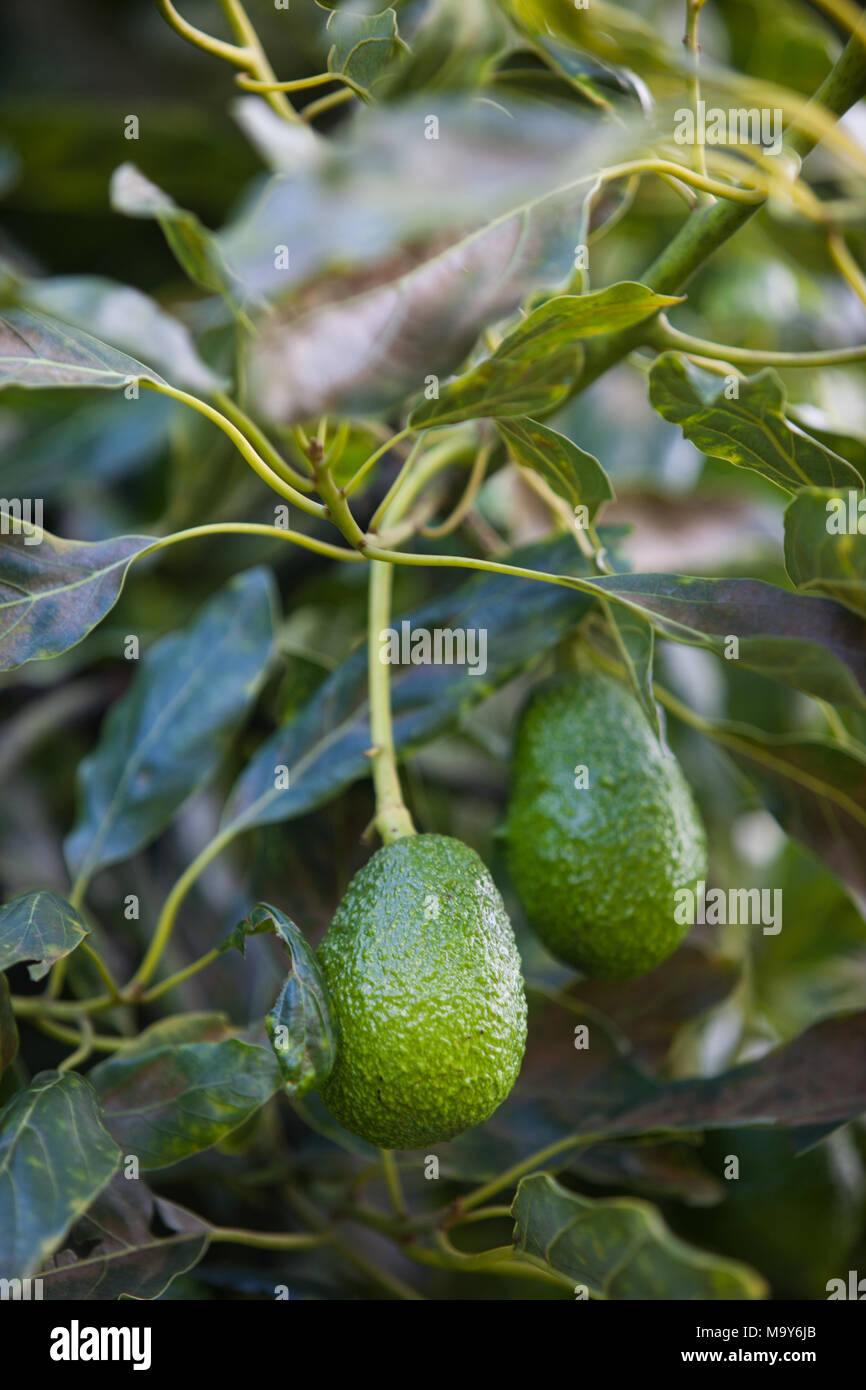 Avocado farm mexico hires stock photography and images Alamy