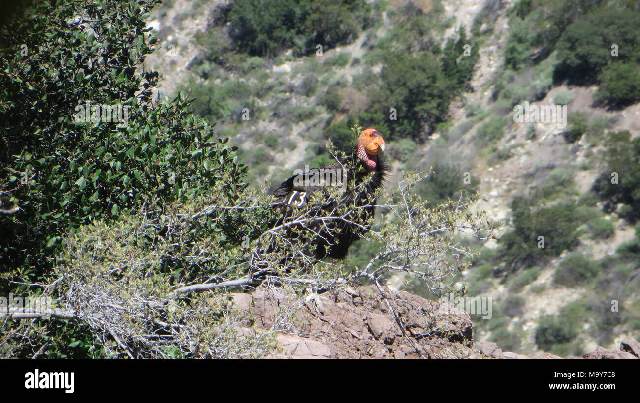 California Condor 513 Los Padres National Forest May 31 17 For The Third Year In A Row The Public Has The Unique Opportunity To Get Up Close And Personal With A California Condor Chick