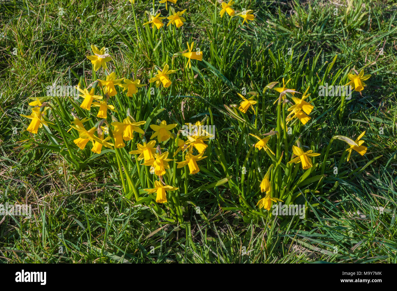 Clump of Narcissi (Daffodil) 'February Gold'.Taken in local park in Blackpool. Stock Photo