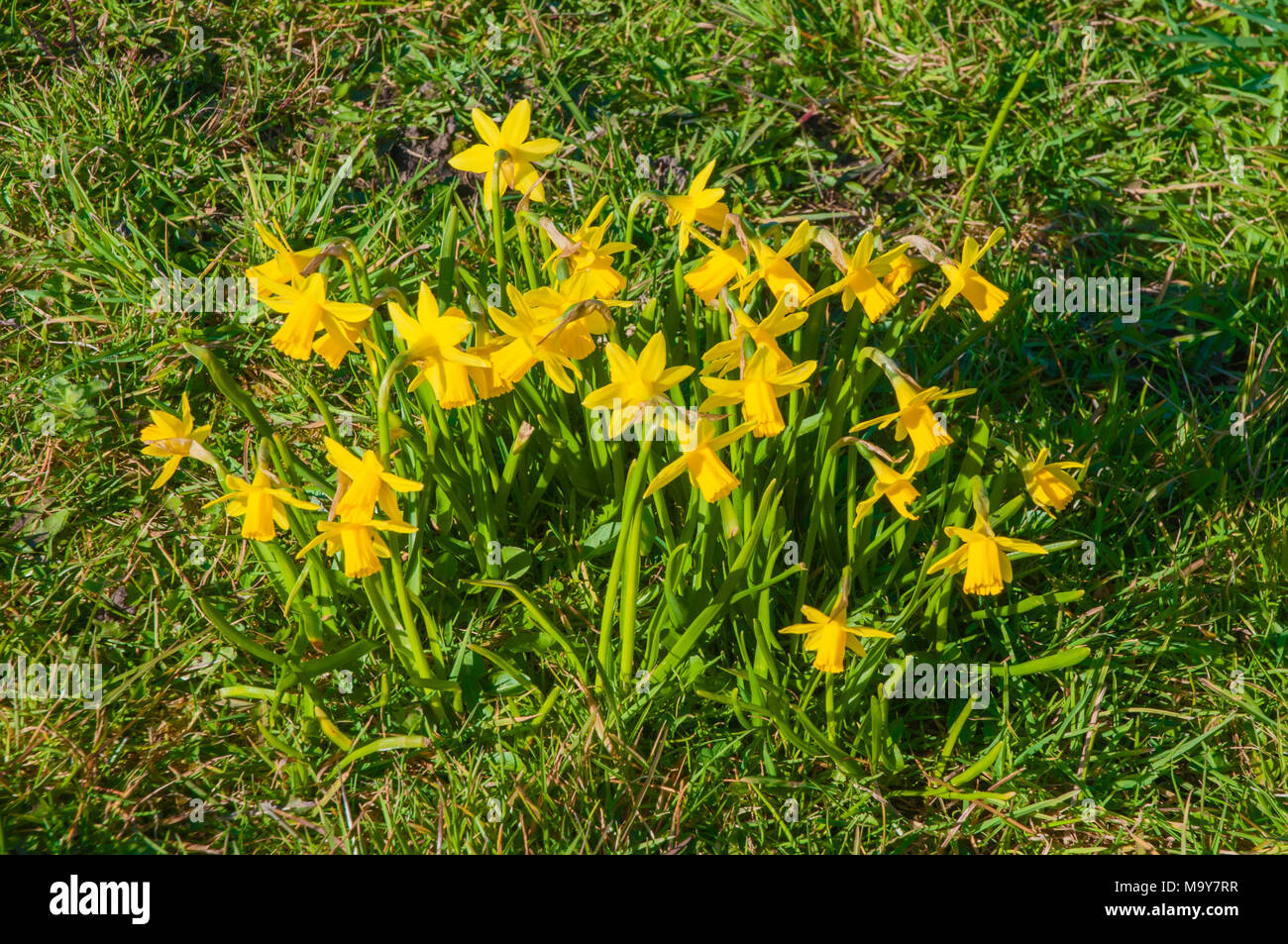 Clump of Narcissi (Daffodil) 'February Gold'.Taken in local park in Blackpool. Stock Photo