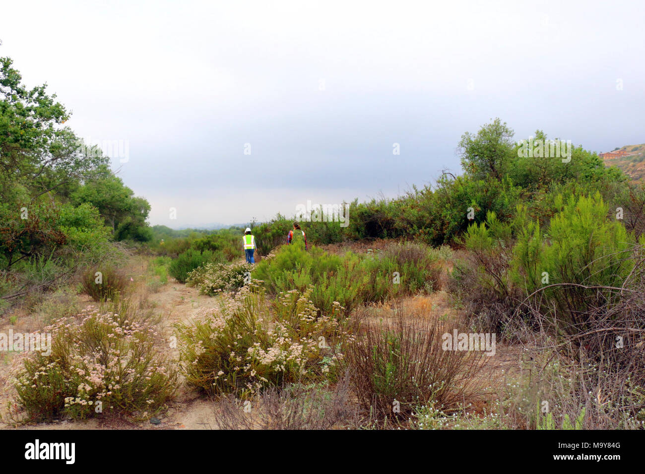 Coastal sage scrub restoration by Caltrans along SR-76 Stock Photo - Alamy